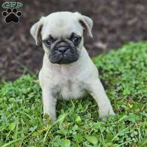 Pug Puppies For Sale - Greenfield Puppies