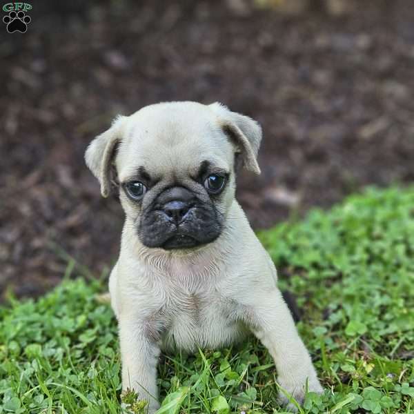 Finn, Pug Puppy