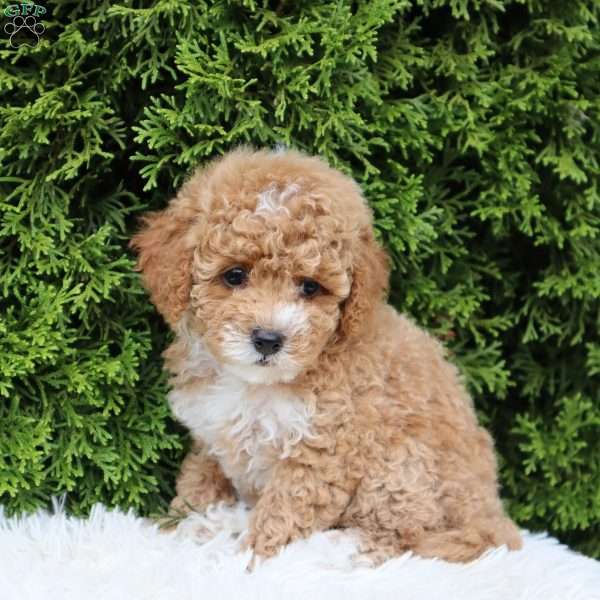 Flora F1B, Cavapoo Puppy