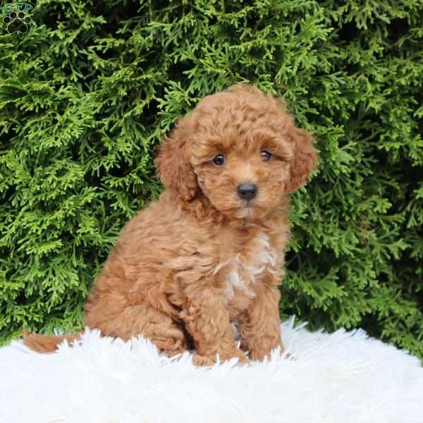 Jasmine F1B, Cavapoo Puppy