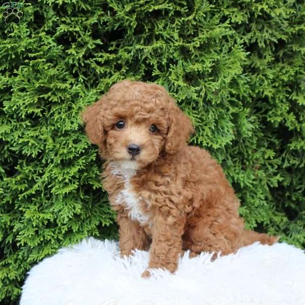 Carter F1B, Cavapoo Puppy