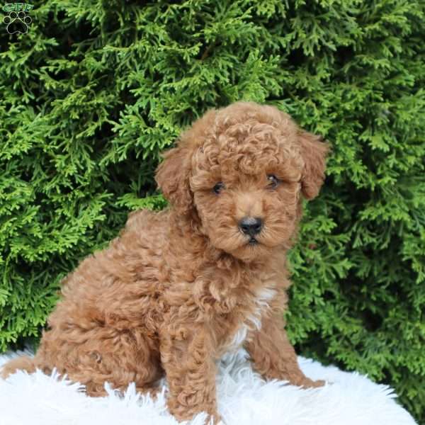 Frankie F1B, Cavapoo Puppy