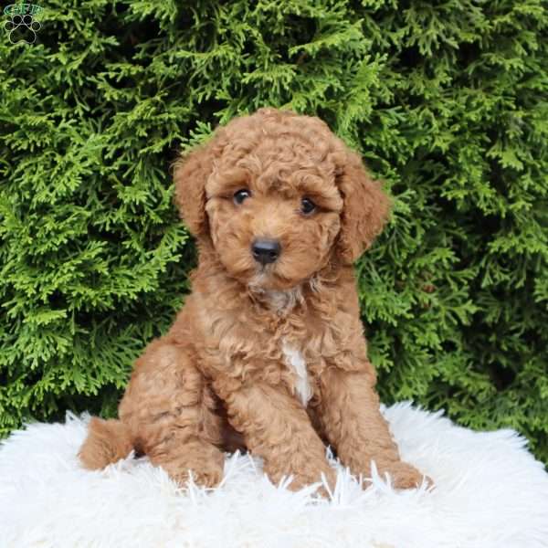 Vince F1B, Cavapoo Puppy