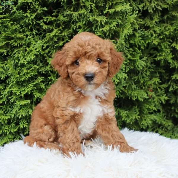 Lenin F1B, Cavapoo Puppy