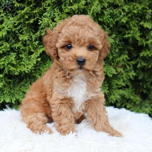 Cassie F1B, Cavapoo Puppy