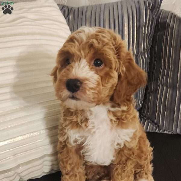 Duke, Miniature Poodle Puppy