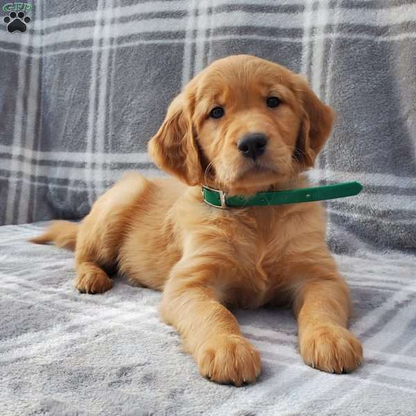 Lindsay, Golden Retriever Puppy