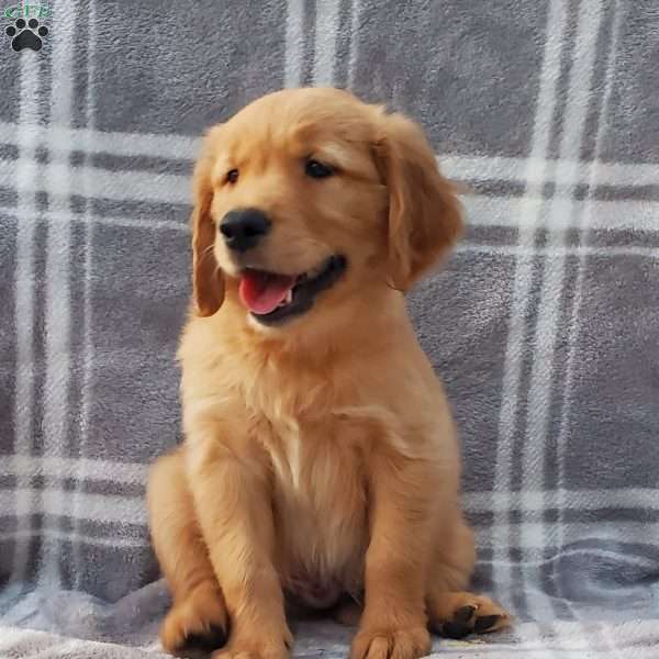 Lane, Golden Retriever Puppy