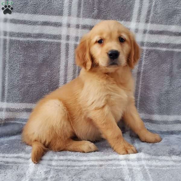 Lee, Golden Retriever Puppy