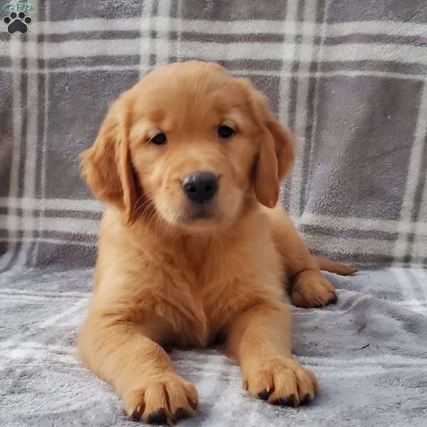 Lance, Golden Retriever Puppy