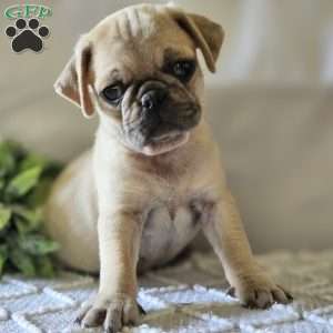 Pug Puppies For Sale - Greenfield Puppies