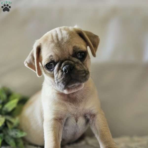 Landon, Pug Puppy