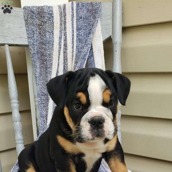 Mr. Ambrosia, English Bulldog Puppy