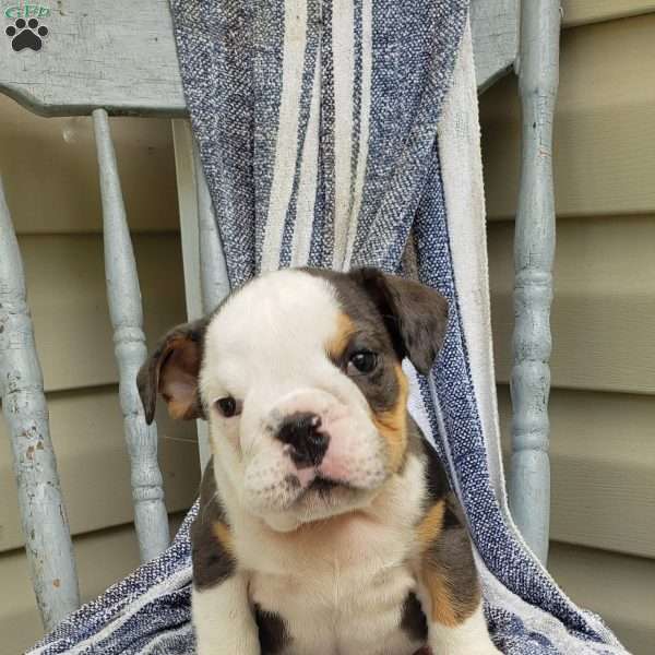 Mr. Empire, English Bulldog Puppy