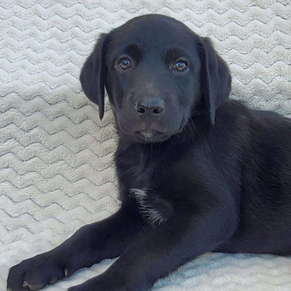 Skye, Labrador Mix Puppy