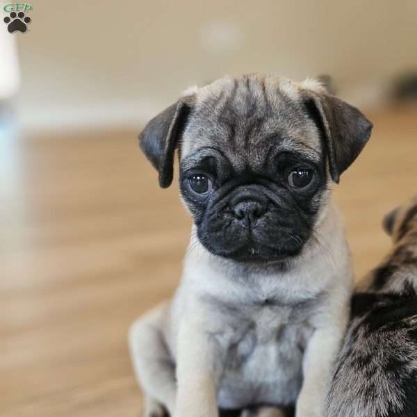 Dahlia, Pug Puppy