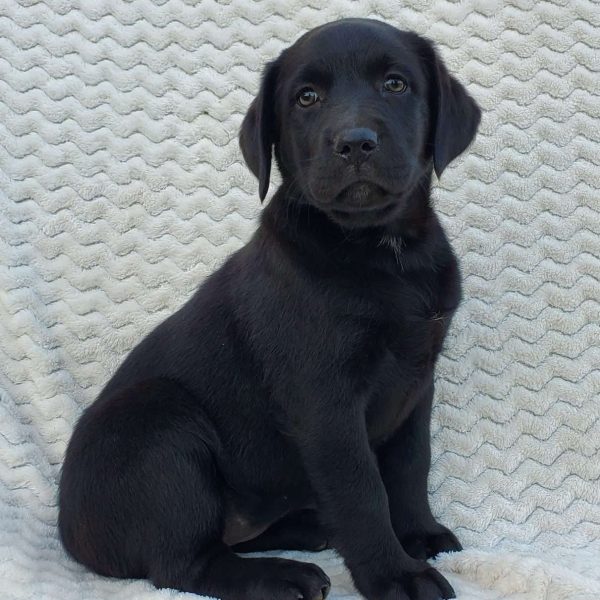 Summer, Labrador Mix Puppy