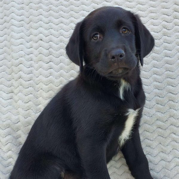 Sage, Labrador Mix Puppy