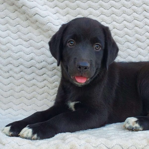 Sport, Labrador Mix Puppy