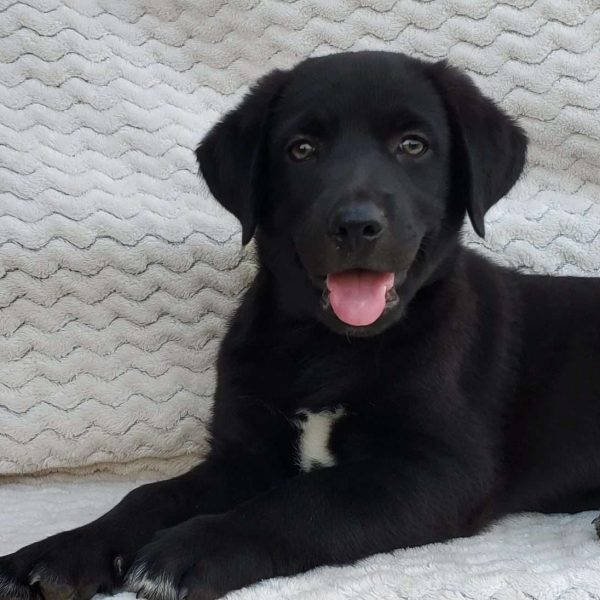 Scout, Labrador Mix Puppy