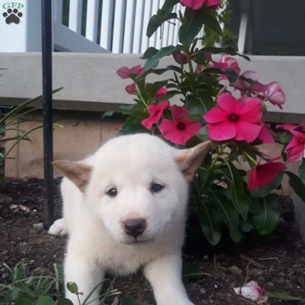 Nellie, Shiba Inu Puppy