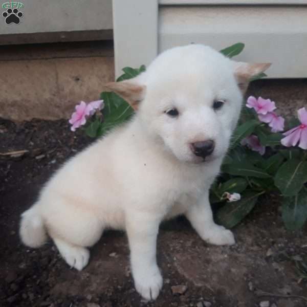 Nancy, Shiba Inu Puppy