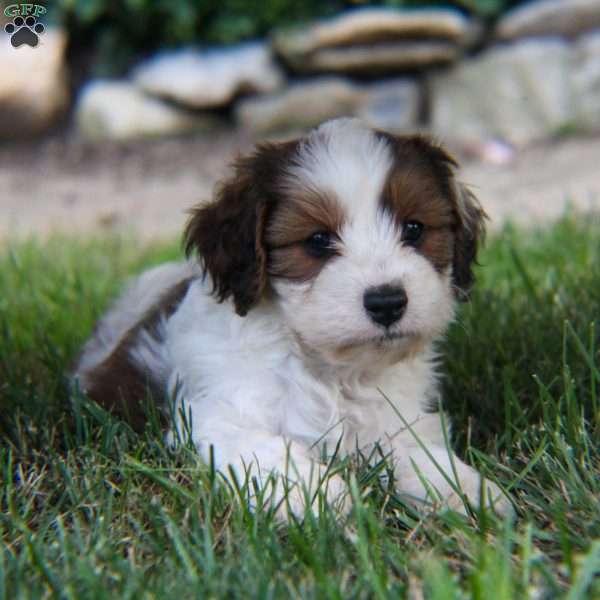 Kit Kat, Cavapoo Puppy