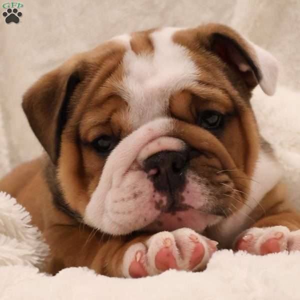 Raven, English Bulldog Puppy