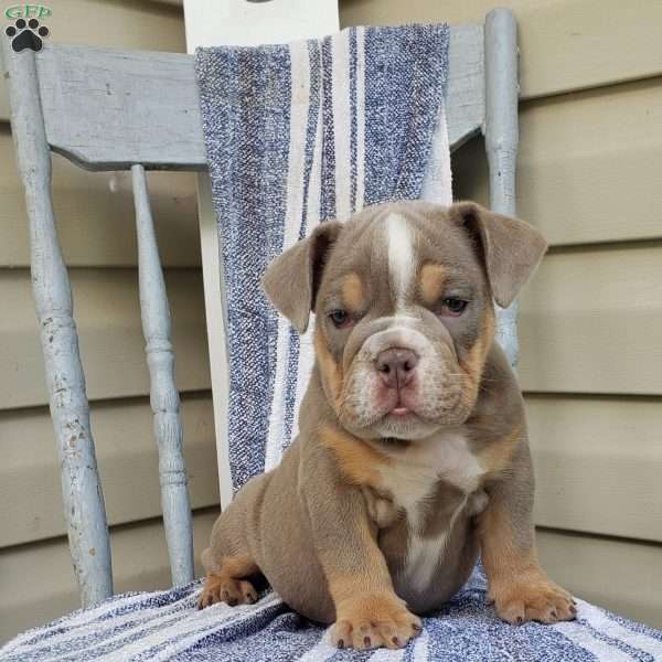 Mr. Fuji, English Bulldog Puppy