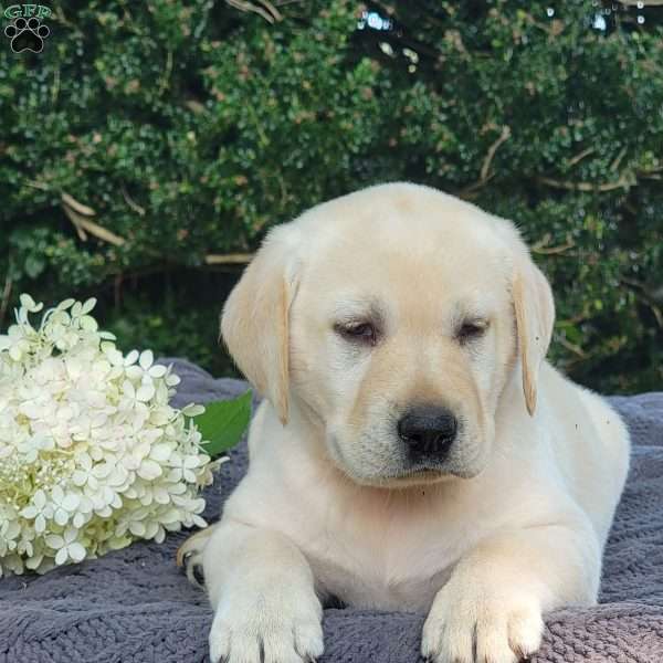 Pearl, Yellow Labrador Retriever Puppy