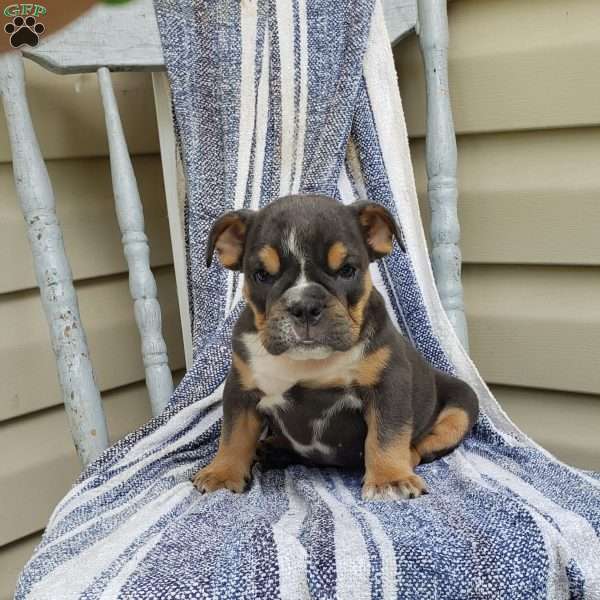 Miss Gala, English Bulldog Puppy