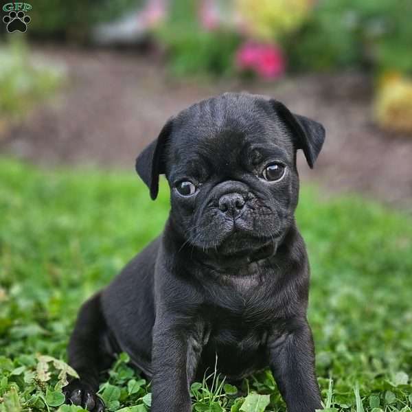 Baxter, Pug Puppy