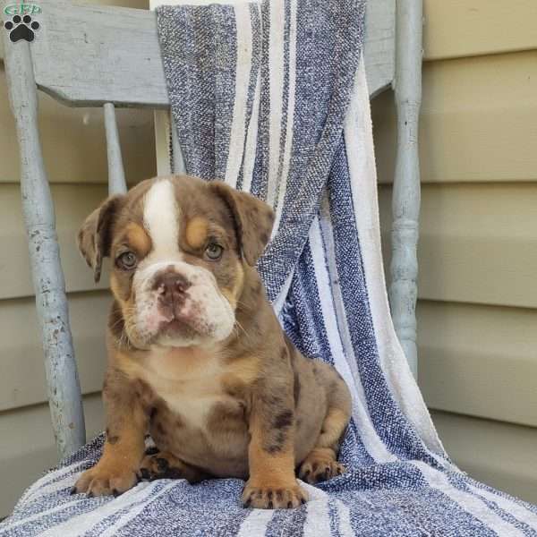 Mr. Rome, English Bulldog Puppy