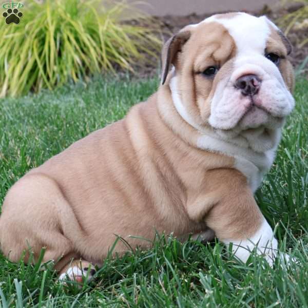 Haley, English Bulldog Puppy