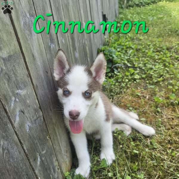 Cinnamon, Siberian Husky Puppy