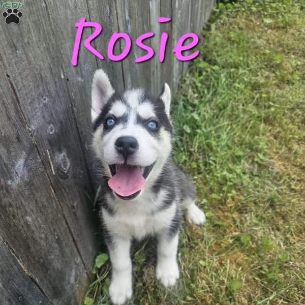 Rosie, Siberian Husky Puppy