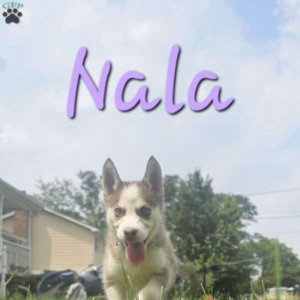 Nala, Siberian Husky Puppy