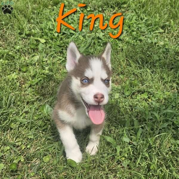 King, Siberian Husky Puppy