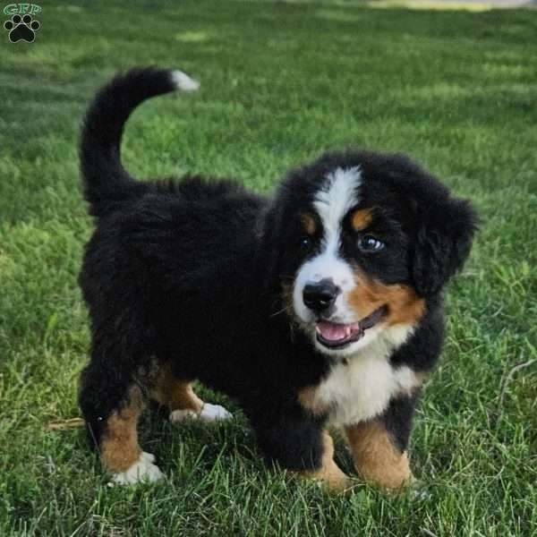 Cody, Bernese Mountain Dog Puppy