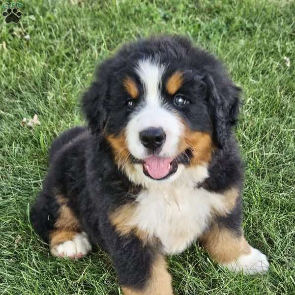 Dan, Bernese Mountain Dog Puppy