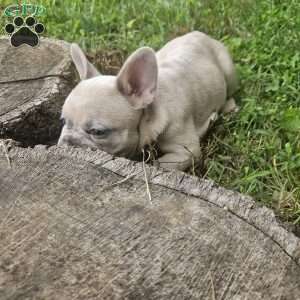 Luna, French Bulldog Puppy