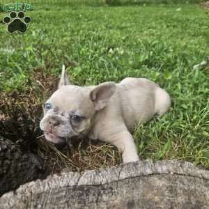 Luna, French Bulldog Puppy