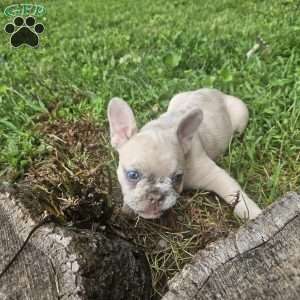 Luna, French Bulldog Puppy