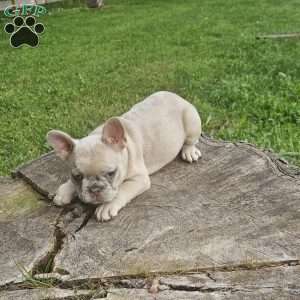 Luna, French Bulldog Puppy