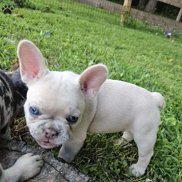 Legacy, French Bulldog Puppy