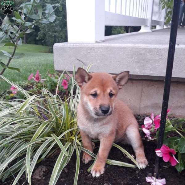 Nettie, Shiba Inu Puppy