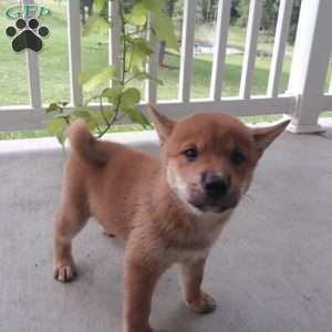 Nickel, Shiba Inu Puppy