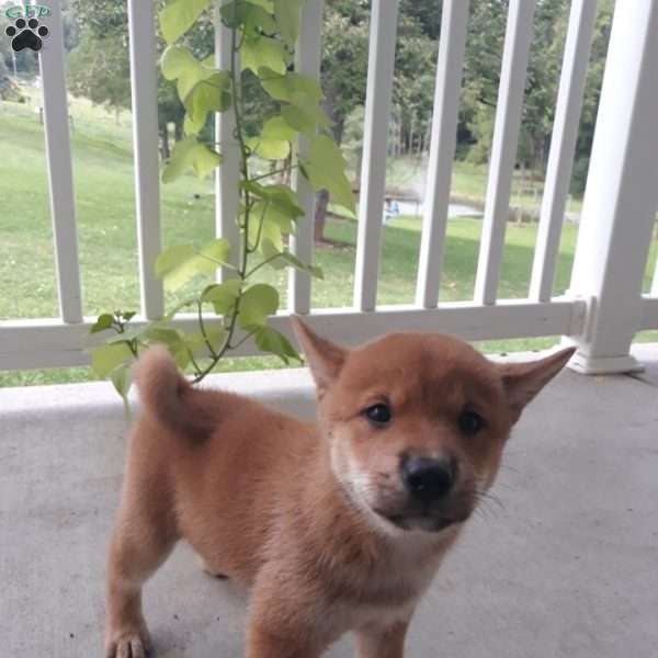 Naomi, Shiba Inu Puppy