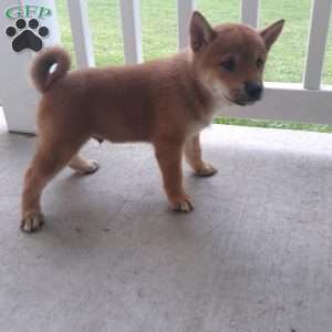 Nickel, Shiba Inu Puppy