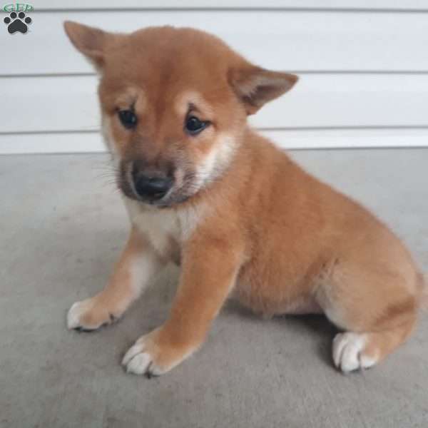 Nick, Shiba Inu Puppy